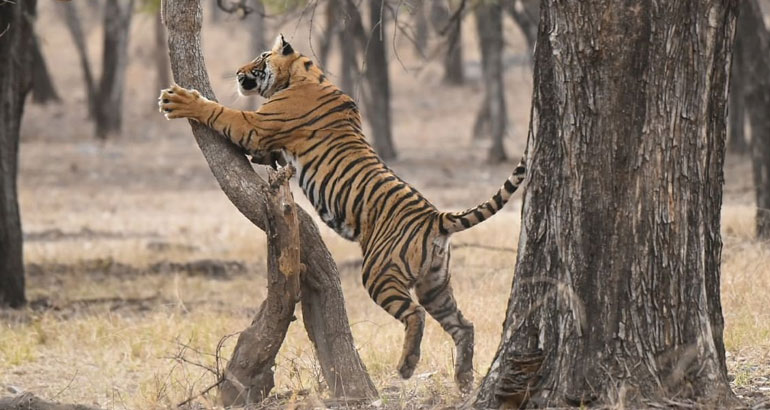 6 Nights 7 Days Golden Triangle With Ranthambore Tour Packages India